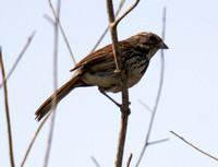 Song Sparrow - Melospiza melodia