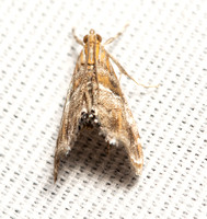Crambid moth - Dicymolomia metalliferalis