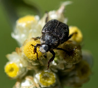 Monkey beetle - Hoplia sp.