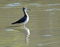 Greater Yellowlegs - Tringa melanoleuca