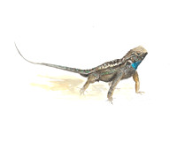 Western Fence Lizard - Sceloporus occidentalis