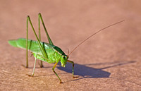 Fork-tailed bush katydid - Scudderia furcata