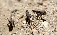 Fontana Grasshopper - Trimerotropis fontana