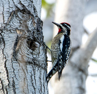 Red-naped Sapsucker - Sphyrapicus nuchalis