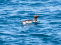 Common Murre - Uria aalge,