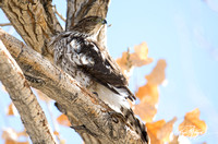 Cooper's Hawk - Astur cooperii