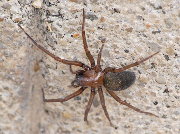 Spider - Metaltella simoni