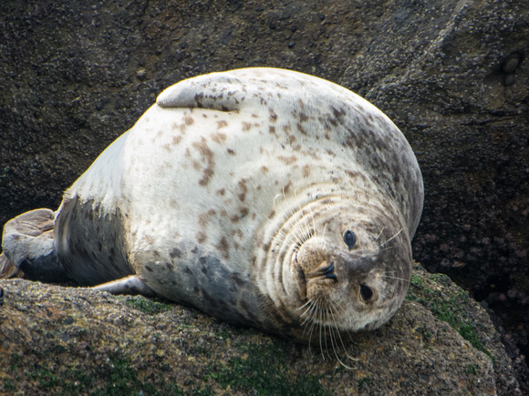 Harbor seal - Phoca vitulina