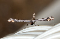 Sage Plume Moth - Anstenoptilia marmarodactyla