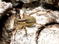 Wolf spider - Pardosa sp.