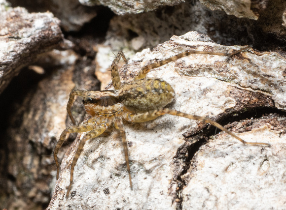 Wolf spider - Pardosa sp.