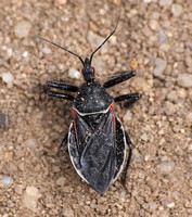 Bee assassin -  Apiomerus californicus