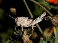 Gray bird grasshopper -Schistocera nitens