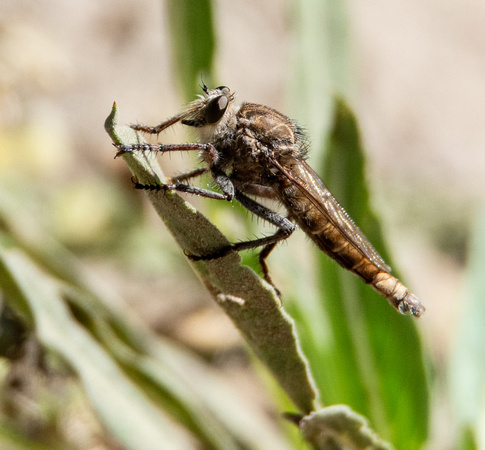 Robber fly - Proctacanthus sp.