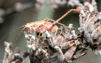 Mediterranean katydid - Phaneroptera nana