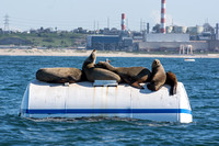 California sea lion - Zalophus californianus