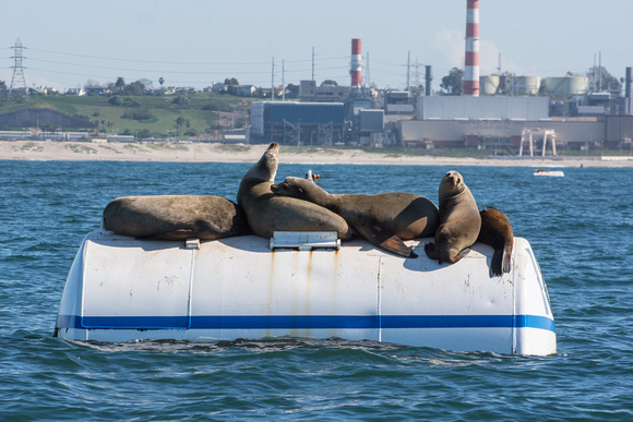 California sea lion - Zalophus californianus