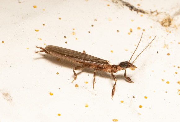Webspinner - Oligotoma sp.