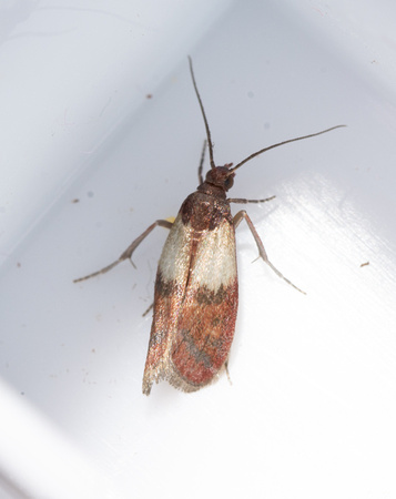Indian-Meal Moth - Plodia interpunctella