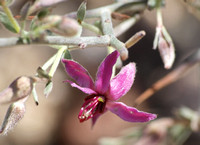 Unidentified