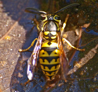 Western Yellowjacket - Vespula pensylvanica