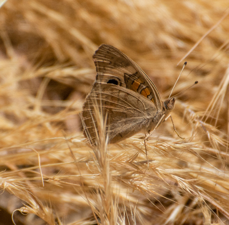 Gray Buckeye - Junonia grisea