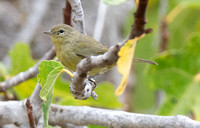 Orange-crowned Warbler - Leiothlypis celata