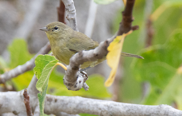 Orange-crowned Warbler - Leiothlypis celata