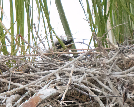 Great Blue Heron - Ardea herodias