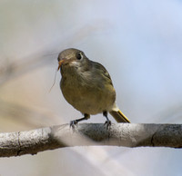 Hutton's Vireo - Vireo huttoni eating a Crane fly