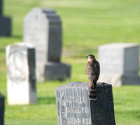 Sharp-shinned Hawk - Accipiter striatus