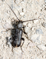 Long-horned beetle - Phymatodes grandis