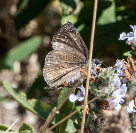 Propertius Duskywing - Erynnis propertius