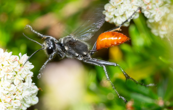 Sphecid wasp - Prionyx sp.