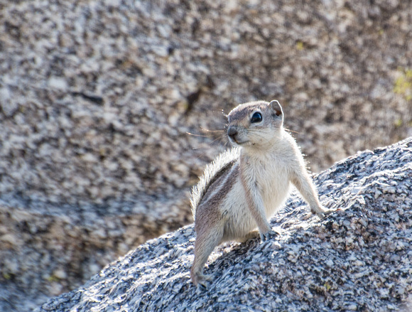 White-tailed Antelope Squirrel - Ammospermophilus leucurus