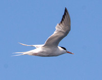 Common Tern - Sterna hirundo