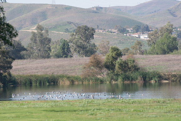 Prado Regional Park