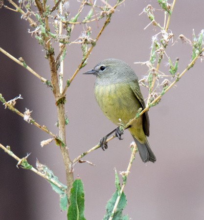 Orange-crowned Warbler - Leiothlypis celata