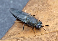 Black soldier fly - Hermita illucens