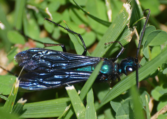 Steel-blue cricket hunter -Chlorion aerarium