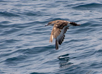 Black-vented Shearwater - Puffinus opisthomelas