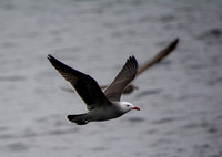 Heerman's Gull - Larus heermanni