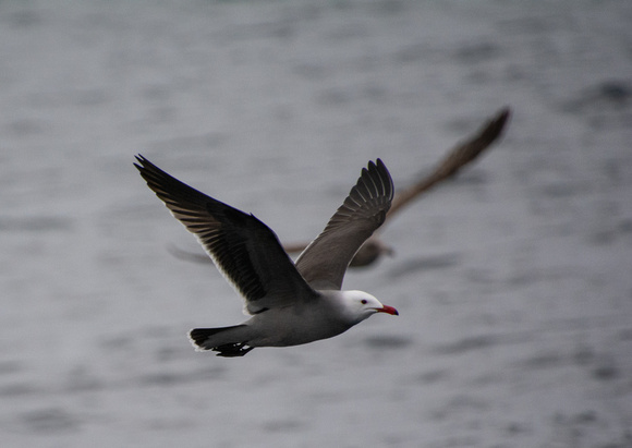 Heerman's Gull - Larus heermanni