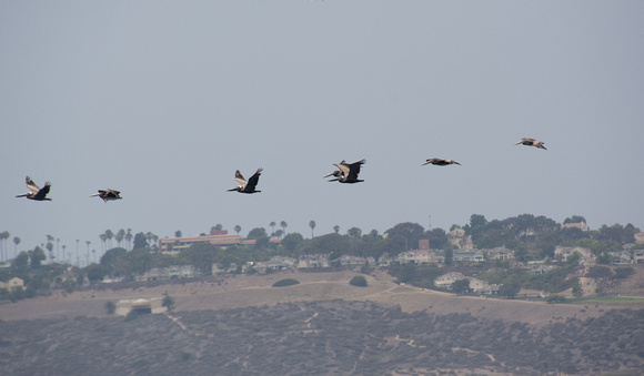 Brown Pelican - Pelecanus occidentalis