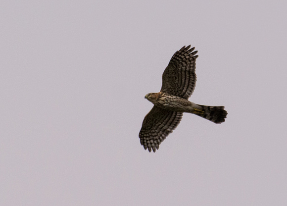 Cooper's Hawk - Astur cooperii