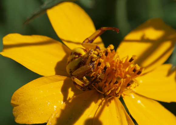 Whitebanded crab spider - Misumena formosipes