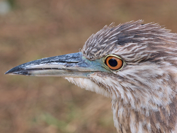 Black-crowned Night Heron - Nycticorax nycticorax