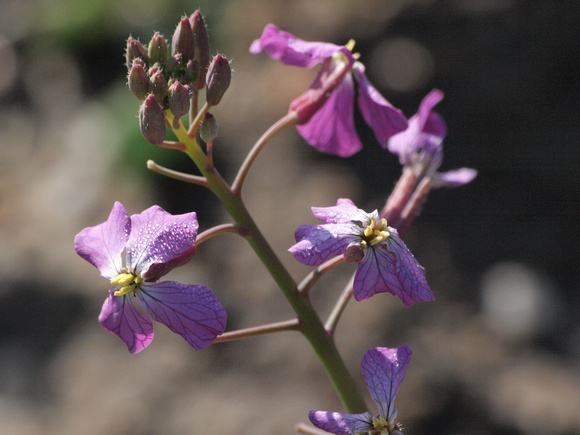 Wild raddish - Raphanus sativus