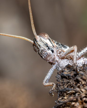 Gray bird grasshopper -Schistocera nitens