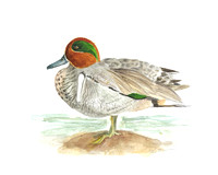 Green-winged Teal - Anas crecca